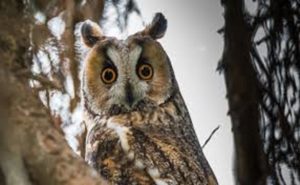 Oiseaux